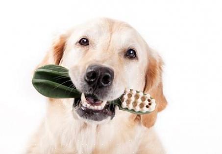 אתה יכול לצחצח את שיני הכלב שלך מדי יום ולתזמן אותה לשגרת צחצוח השיניים שלך