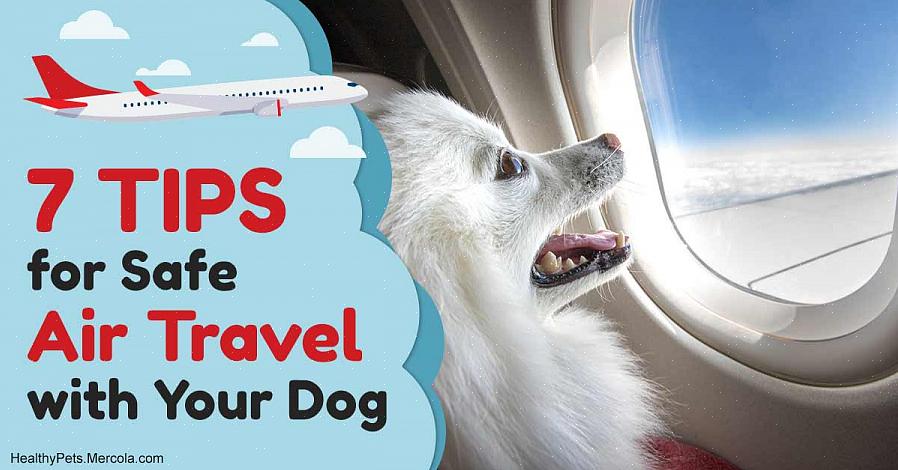 במקרה של עיכוב בטיסה וודא שאנשי חברת התעופה יבדקו גם את הכלב שלך כדי להבטיח לך את מצבו