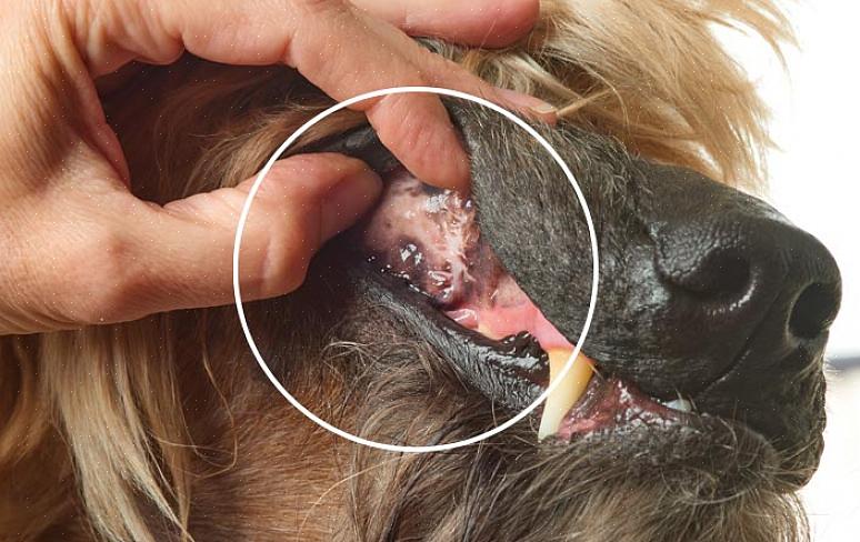 מלנומה כלבית היא סרטן העלול להופיע בפה של הכלב