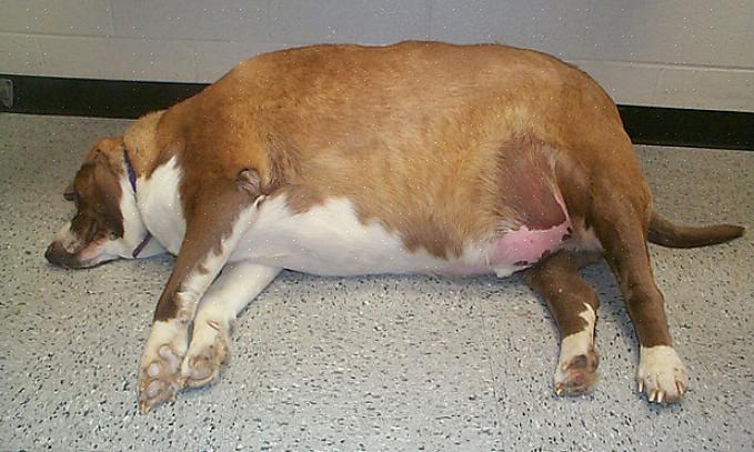הכלב הסובל מהשמנת יתר יתחיל לרדת במשקל בקרוב