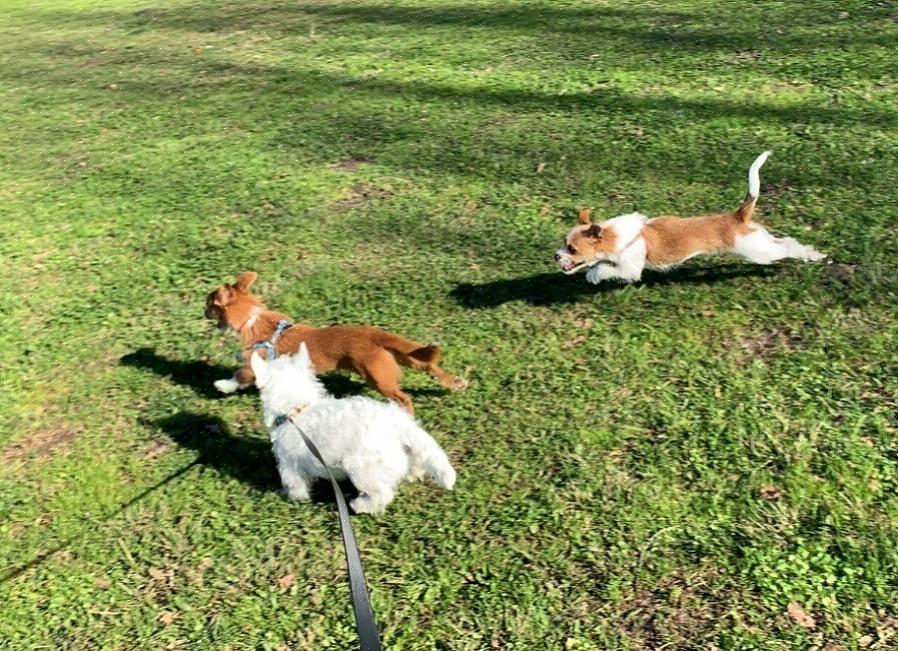 Westie צריך גם לקצץ את השערות הארוכות סביב קצות האוזניים כדי לעזור להם לעמוד זקוף