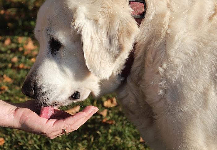 בריחת שתן בכלבים היא בעצם חולשת שלפוחית השתן