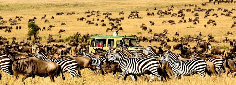 טנזניה מארחת כמה מחיות הבר הגדולות ביותר באפריקה בארץ שופעת תאו