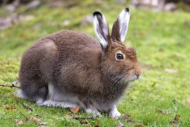ישנם כמה מחלות שנפוצות מאוד אצל ארנבים
