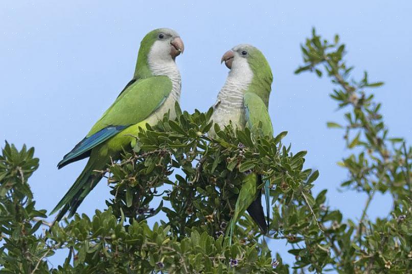 תוכי קוואקר אולי קטנים יותר אך יכולתם לדבר טובה יותר מזו של התוכים הגדולים יותר