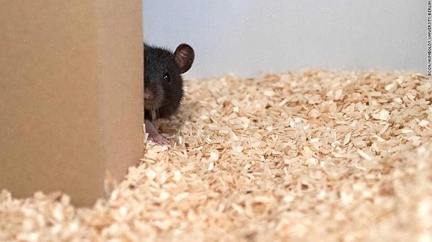 עכברים לחיות מחמד הם כיף לראות
