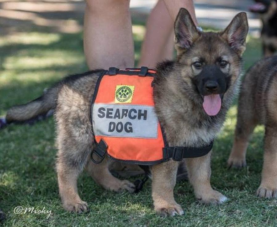 מאמר זה מספק מידע כיצד ניתן להפוך למטפל בכלבי חיפוש והצלה